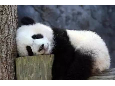 海底撈跨界跨到動物界了嗎？愛心認(rèn)養(yǎng)大熊貓