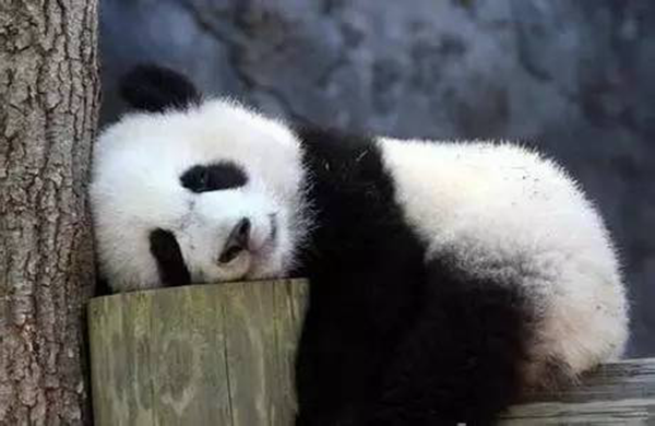 海底撈跨界跨到動物界了嗎？愛心認養大熊貓